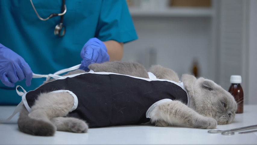 Сколько стоит стерилизовать кошку новосибирск thumbnail