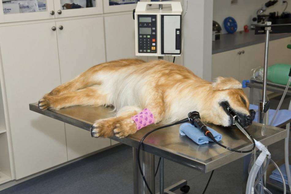 Гастроскопия собаке