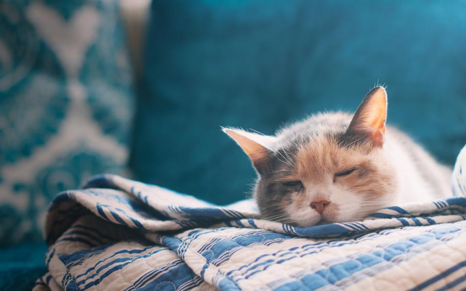 Сколько стоит усыпить кошку в ветклинике в новосибирске thumbnail